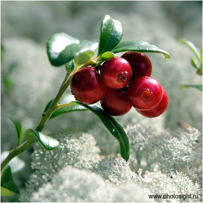 Наталья Брусничка