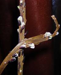 ����� ���