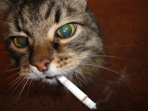 Владимир Весенний