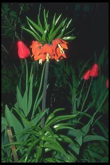 ������� ������������