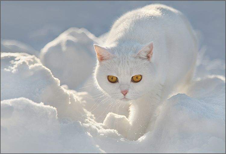 Белый Котик