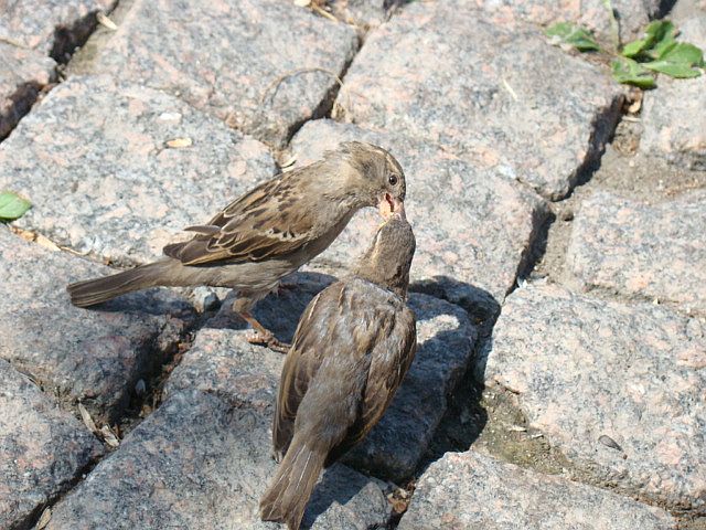 Зараза через поцелуй. Эпидемиологическое
