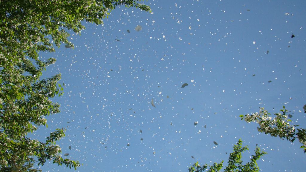 Печать Cоломона. For Nellie Tkachenko