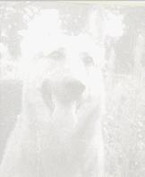 Верному другу