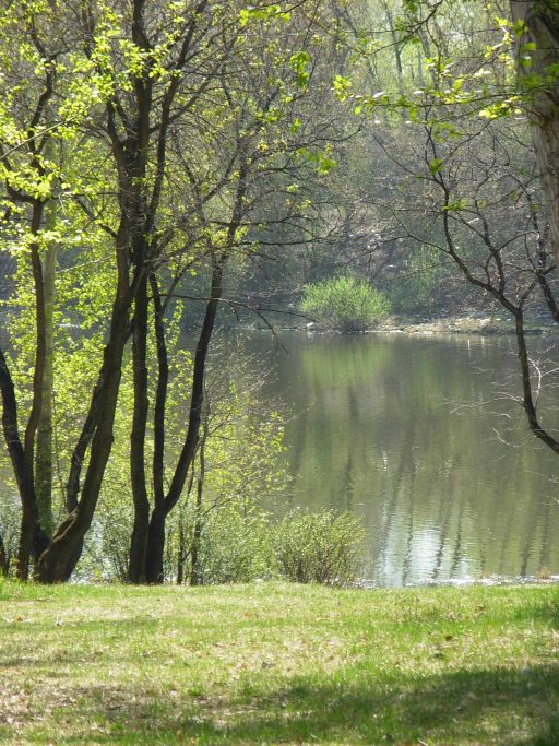 Весенний лес