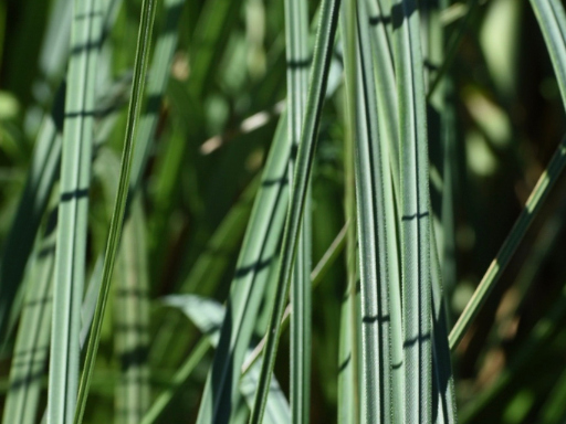 Стивен Крейн. Тропа правды