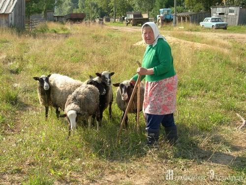 Сельский сторож. Козы в деревне. Корова в деревне у бабушки. Бабушка в деревне. Бабушка с козой.