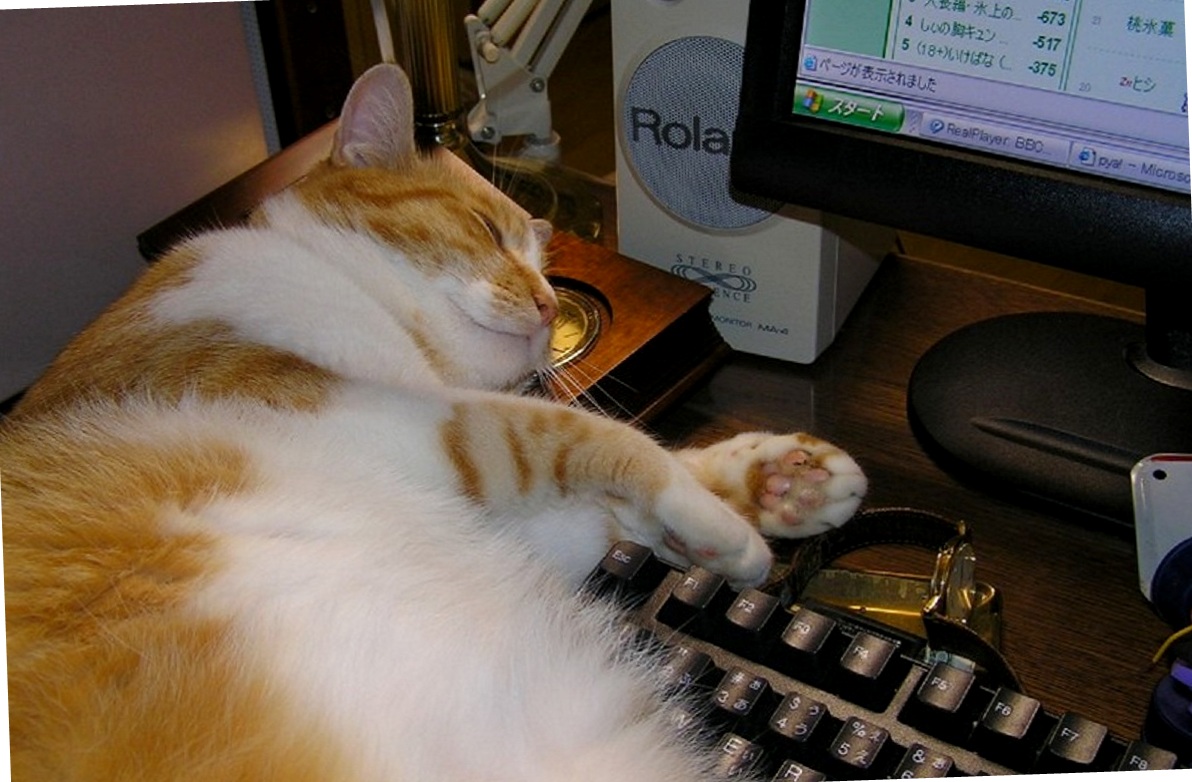 Включи котики устали громкость. Котик за компом. Котик за компьютером. Кот за компом. Кот и компьютер.