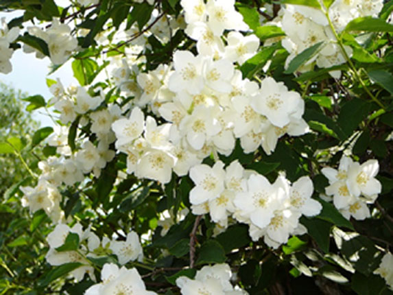 Жасмин - белый волшебник