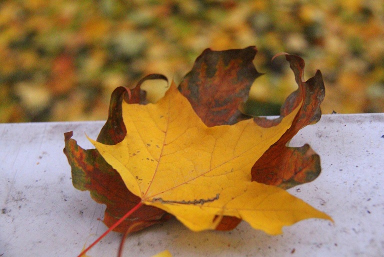 Поцелуй осенней ночи