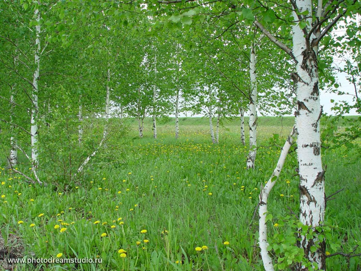 Ласточка моя - Елене Шуваевой-Петросян