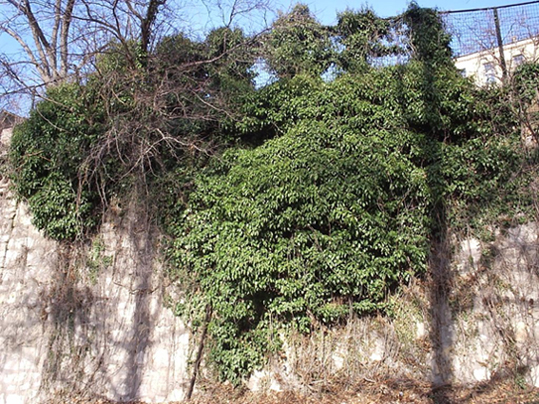 В долине холодных душ - Елене Шуваевой-Петросян