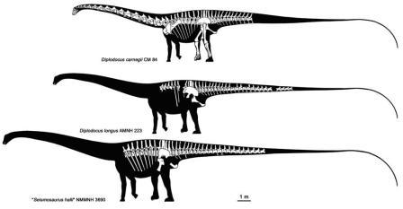 Топорщатся ящеров перья