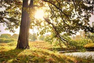 Альпийский лужок