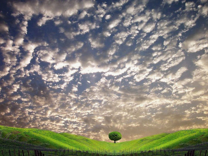 почём опиум?