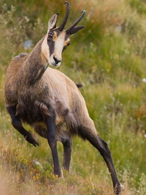 Руки твоей прикосновенье
