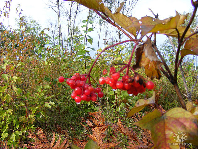 Я люблю тебя, Боже