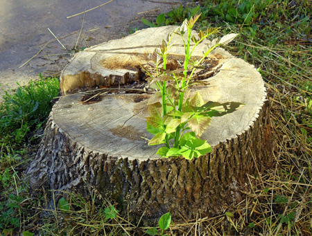 Баллада о дереве