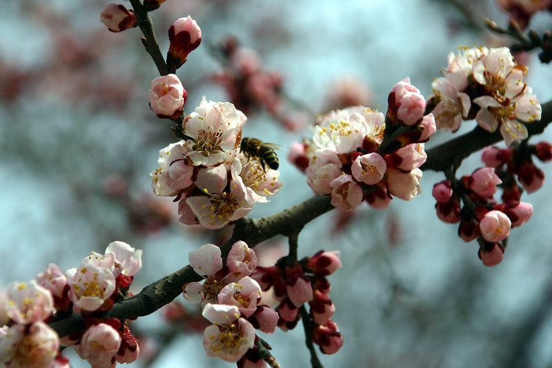 Абрикосовые облака