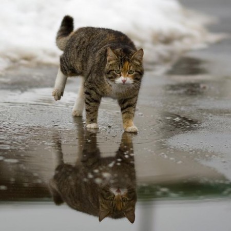 Мартовская песенка