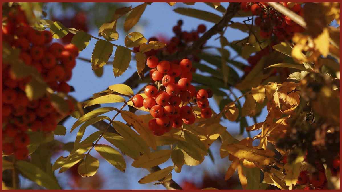 Осеннее пейзажное
