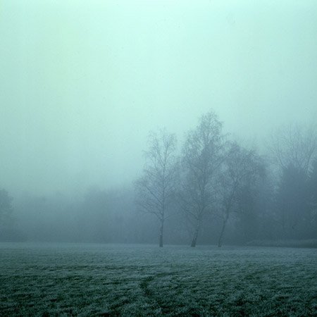 Верхушки деревьев. Карпаты румыния холмы туман. Туманный лес таганай. Лес в тумане. Густой туман.
