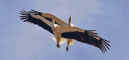 Птица счастья