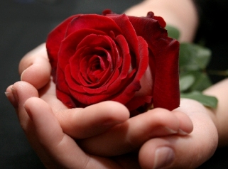 Роза-вампир