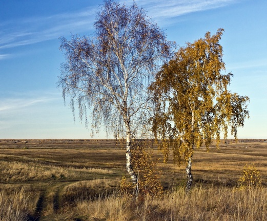 Степная береза