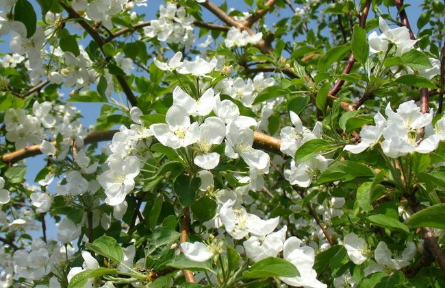 Яблоневый цвет