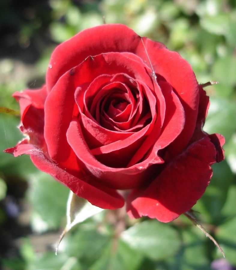 О Рифме и Музе