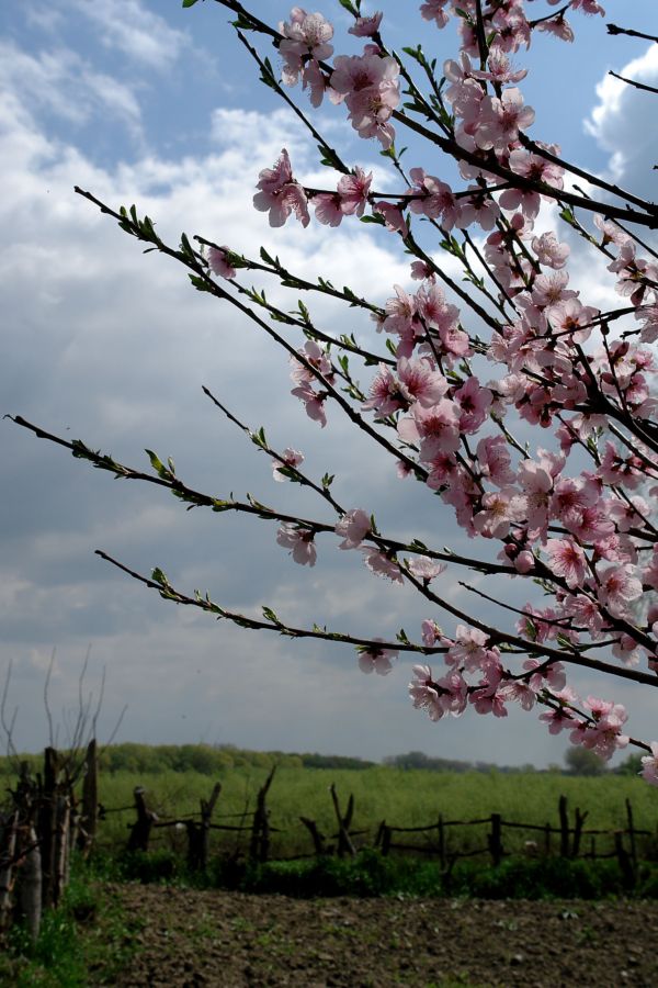 Опять весна