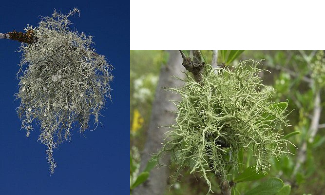 Usnea cytoseira barbata tree moss уснея (Саагун) / Стихи.ру