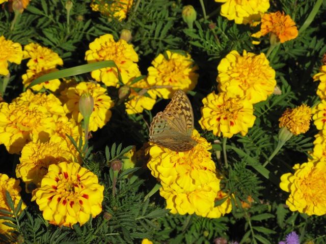 Я протянула к лету руки...