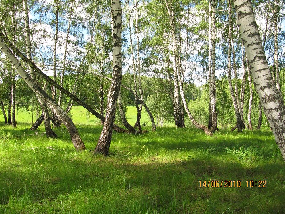 В весенней роще