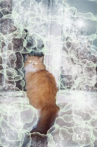 Лучшему из котов Гере и спасибо что ты был с нами