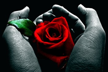 Красная роза