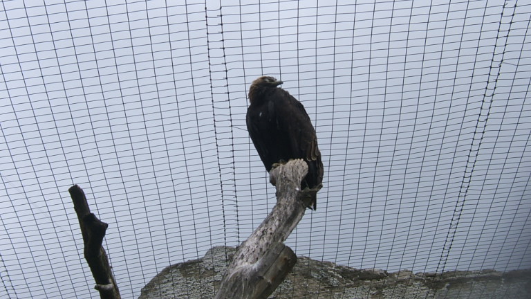 Монолог Орла попавшего в сеть