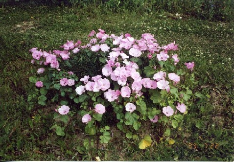 Плачет дождь