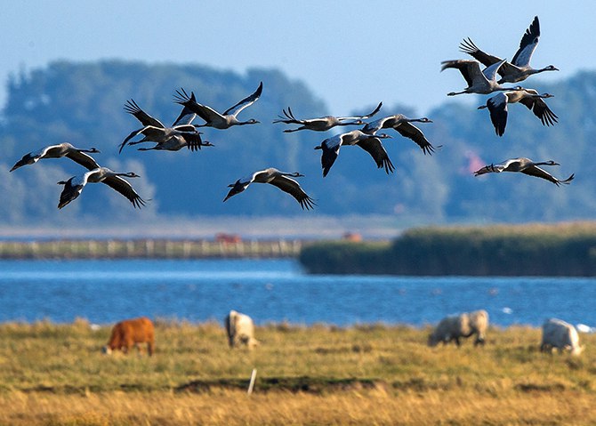 Черный цвет, врос корнями в меня