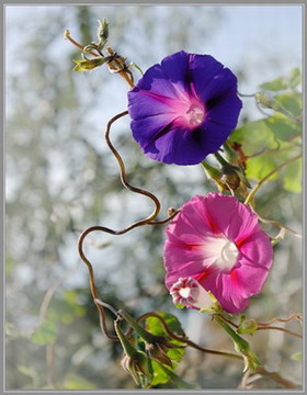 Пока я чувствую любовь твою...