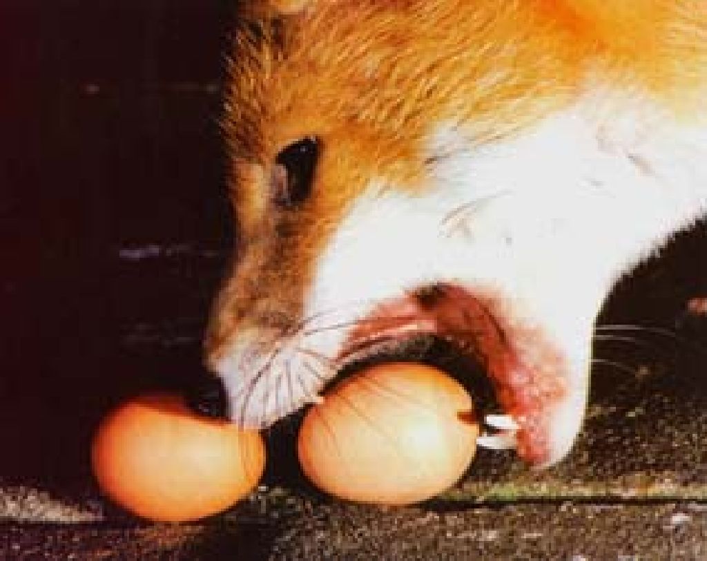 Лиса из яйца. Лиса ест яблоки. Лиса с яйцами. Рыжая лиса с серым хвостом. Лисичка с пасхой.