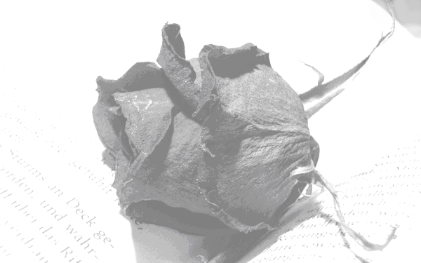 Роза - романс