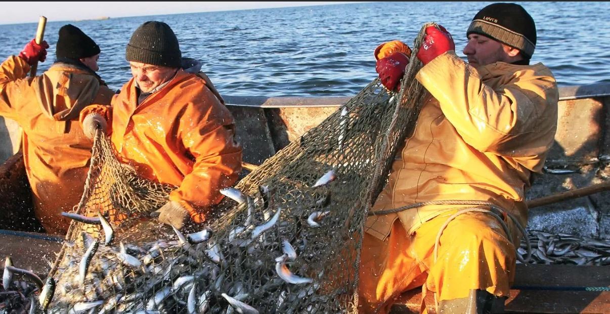 Вести промысел. Балтийское море рыбный промысел. Калининград Рыбная промышленность. Лов рыбы в Балтийском море. Рыбопромышленный комплекс Калининградской области.