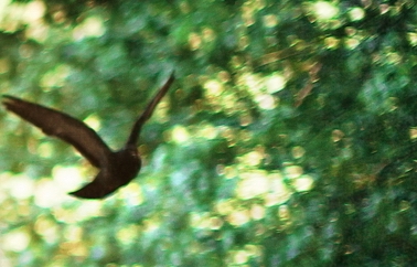 Судьба-гадалка