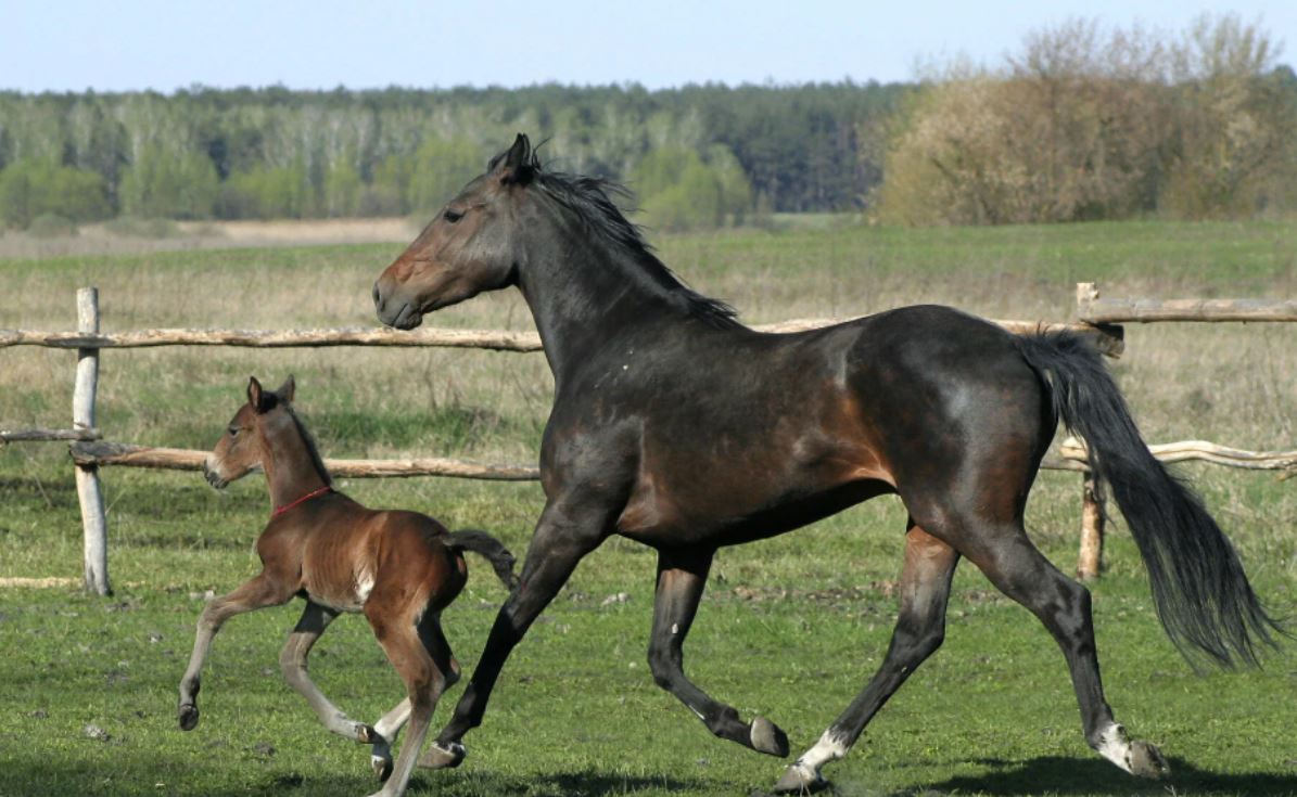 Больно врезалось в дёсны железо
