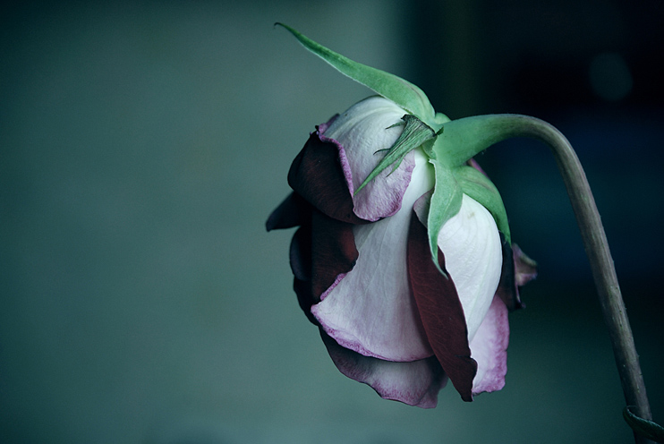 Пепел не вспыхнет вновь...