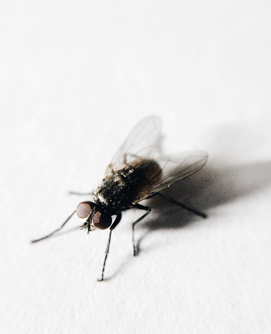 Полевая муха
