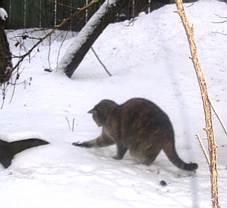 Морозные заметки... для братишки Се