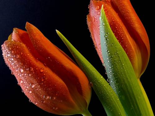 Первое марта. С приходом Весны!